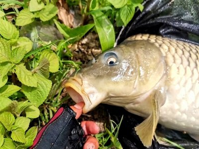 ​野钓三五斤的鲤鱼用多大的线？这2套线组特别好用