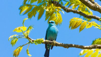 ​游隼的天敌是什么动物