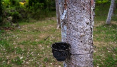 ​橡胶树的汁液用途