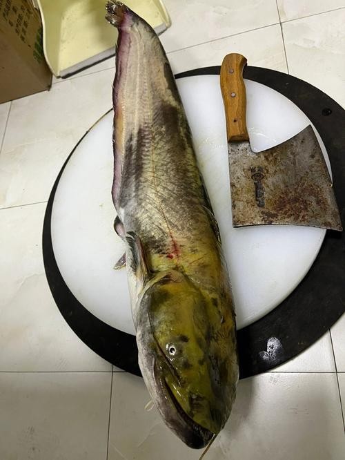 鲶鱼吃什么（鲶鱼的食物）