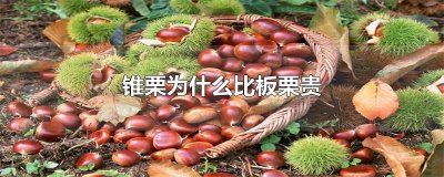​锥栗为什么比板栗贵