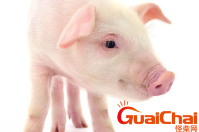 ​老母猪穿裤衩的歇后语什么意思？搞笑又污的歇后语