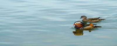 ​鸳鸯在古代最早的含义是
