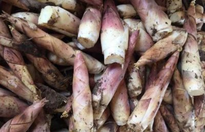 ​竹笋的种类图片及名称