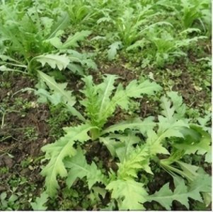 ​罂粟“撞脸”蔬菜真的分不清？攻略奉上！