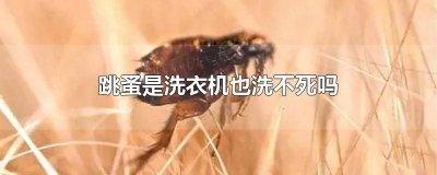 ​洗衣机能把跳蚤卵洗掉吗 洗衣机能把跳骚洗掉吗
