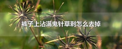 ​裤子上沾满鬼针草刺怎么去掉