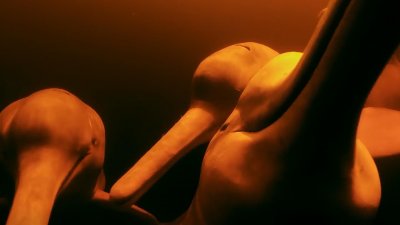 ​它专吃食人鱼，堪称亚马逊河“食物链天花板”，它究竟是谁？