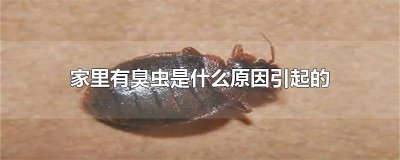 ​为什么家里臭虫很多 家里有很多臭虫是为什么原因