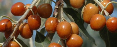 ​沙枣主要分布在