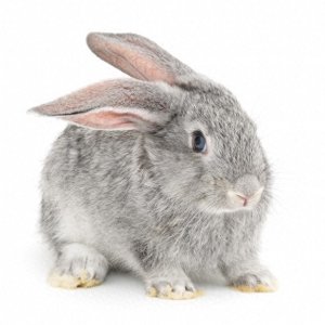 ​农村养兔为何少人致富？7个月产上百只兔子，却血本无归！