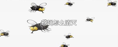 ​苍蝇怎么消灭
