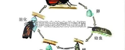 ​毛毛虫的变化过程 毛毛虫的变化过程简笔画