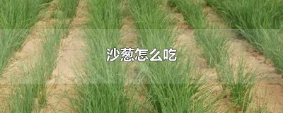 ​沙葱怎么吃