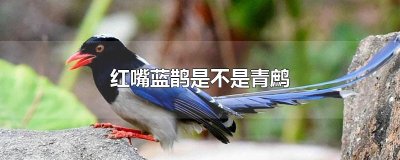​红嘴蓝鹊是不是青鹧