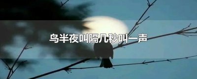 ​鸟半夜叫隔几秒叫一声