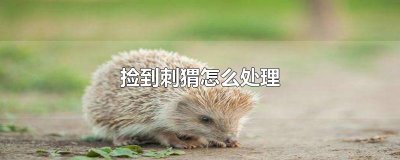 ​捡到刺猬怎么处理