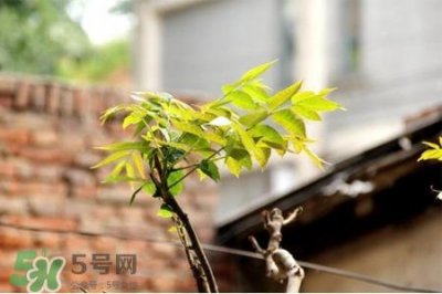 ​植树节可以种什么植物？植树节种什么植物好？