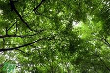 植树节可以种什么植物？植树节种什么植物好？