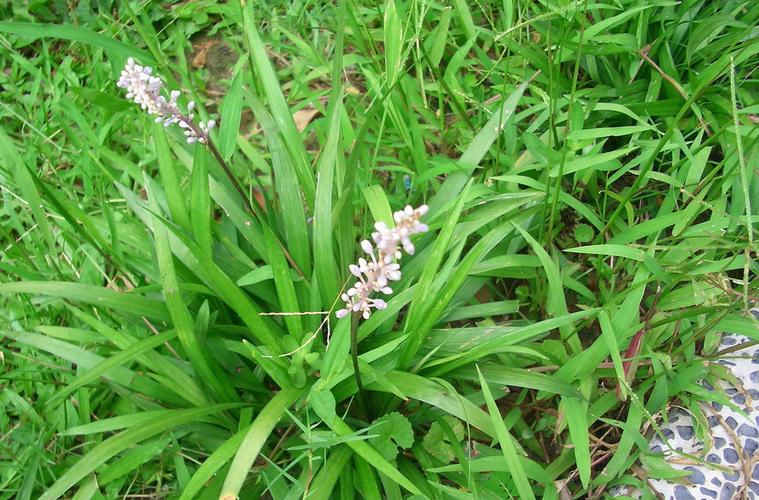 麦冬的作用和功效，麦冬的药用功效与作用 