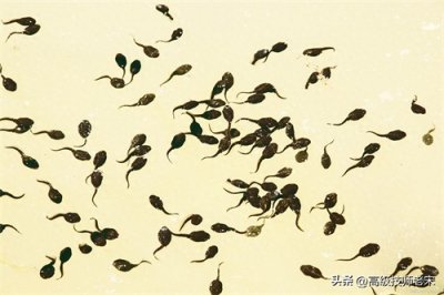 ​小蝌蚪的饲养与食物选择