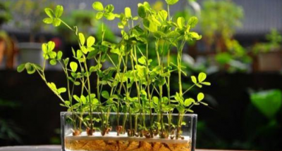 ​盆栽花生的种植方法，照着此步骤育苗养护，好看、好玩、好吃的全有了