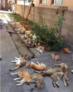 ​薄荷味雄狮价格(雄狮薄荷味香烟)