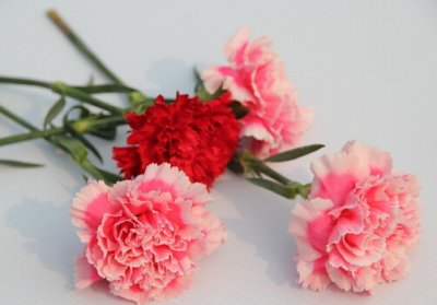 ​康乃馨的品种-康乃馨的介绍