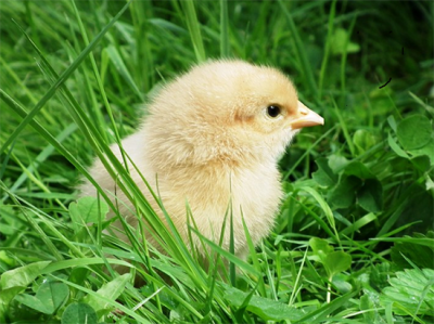 ​正确养小鸡的方法在家，这些反应不容忽视，尤其是这些情况