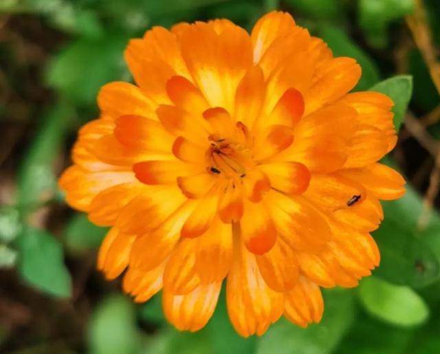 清新淡雅又大方的花（千娇百媚的容颜）(3)