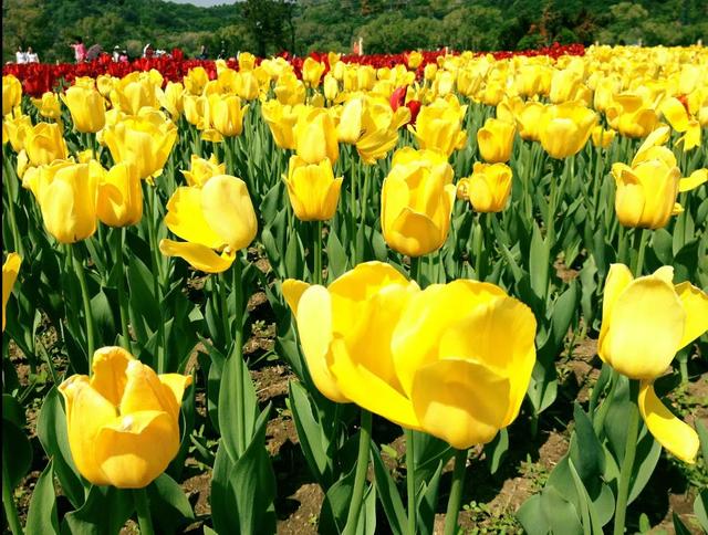 清新淡雅又大方的花（千娇百媚的容颜）(5)