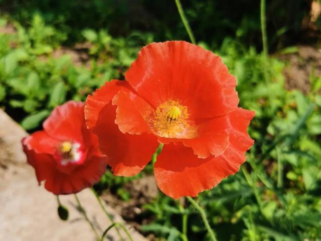 清新淡雅又大方的花（千娇百媚的容颜）(2)