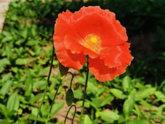 清新淡雅又大方的花（千娇百媚的容颜）(1)