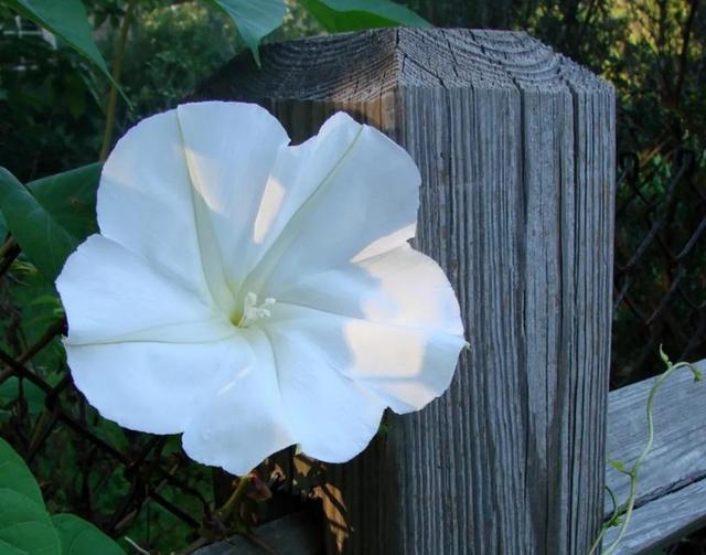 清新淡雅又大方的花（千娇百媚的容颜）(6)