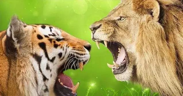 狮子和老虎到底哪个厉害（狮子和老虎都是顶级猎食者）(2)