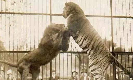 狮子和老虎到底哪个厉害（狮子和老虎都是顶级猎食者）(3)