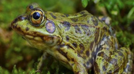 冬天小青蛙是怎么过冬的呢,青蛙怎么过冬天一年级图1