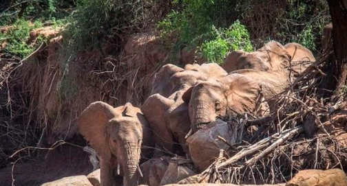 大象的尾巴有什么作用,壁虎,孔雀,猴子的尾巴有什么作用图1