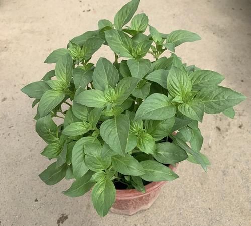 罗勒叶在超市叫什么