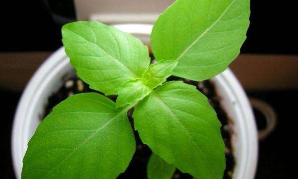 罗勒叶在中国叫什么,罗勒叶在超市叫什么图6