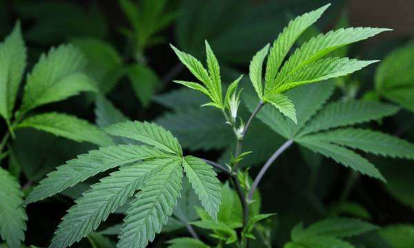 罗勒叶在中国叫什么,罗勒叶在超市叫什么图5