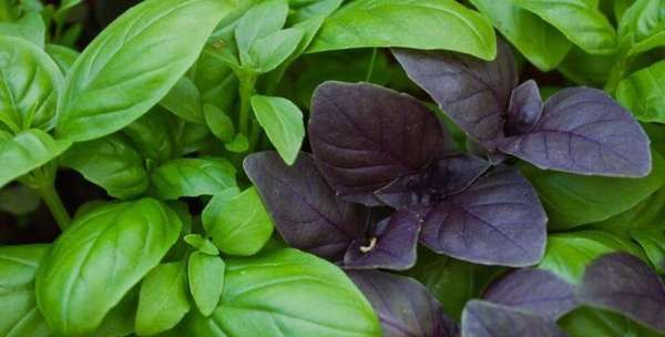 罗勒叶在中国叫什么,罗勒叶在超市叫什么图4