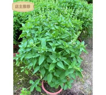 罗勒叶英文叫什么