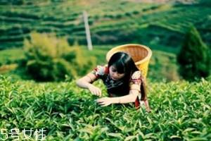 黄金茶怎么泡 黄金茶好喝吗 黄金茶怎么泡 黄金茶好喝吗