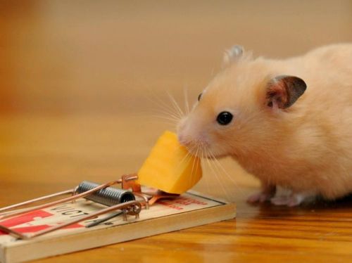 可爱的小仓鼠二年级作文(可爱的小仓鼠300字作文)-第1张图片-