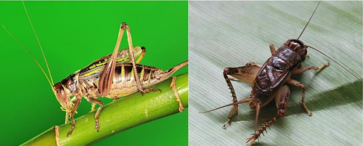 蛐蛐和蝈蝈有什么区别蛐蛐能斗蝈蝈能斗么他们会斗死么