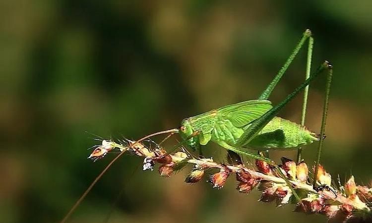 蛐蛐和蝈蝈声音像什么