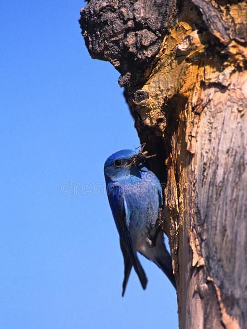 蓝桉已遇释魂鸟什么意思