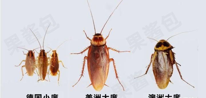 会飞的大蟑螂怎么处理