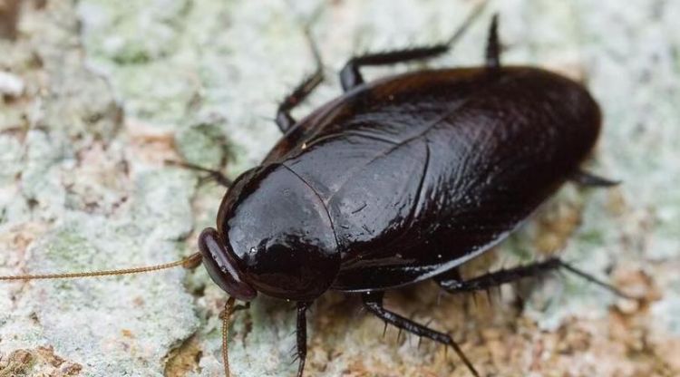 会飞的小蟑螂怎么来灭